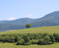 Water for the Recovery of  the Climate